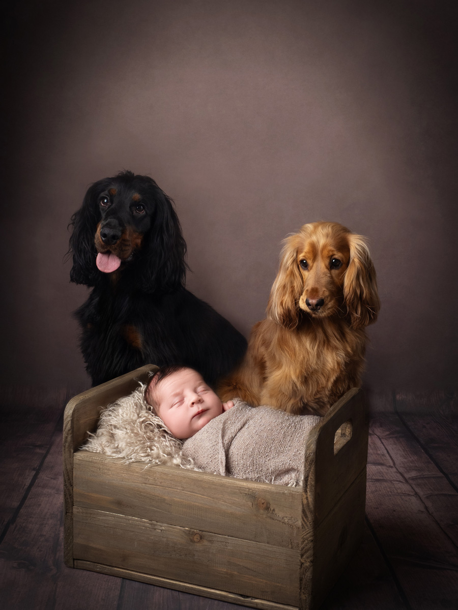 Newborn asleep in a wooden crate with two spaniels